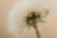 Image de Seyedeh Hamideh Kazemi