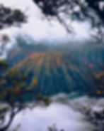 ree