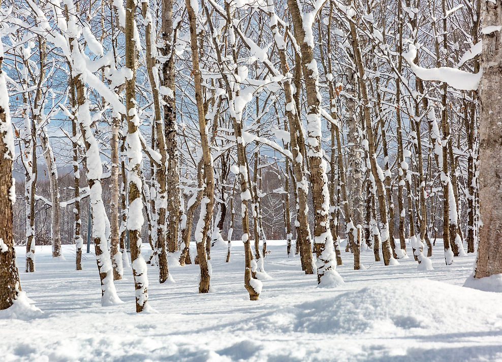 Niseko