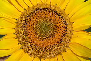 Image by Wolfgang Hasselmann