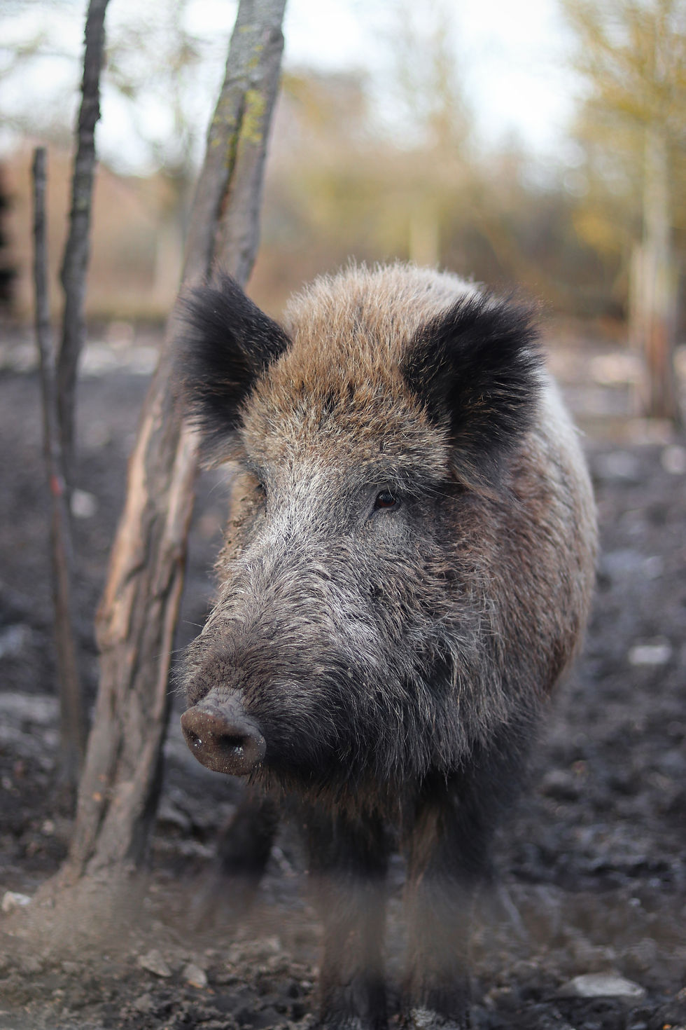 TV-Dokumentation ORF UNIVERSUM "Wildschweine-das Comeback" Erstausstrahlung November 2018