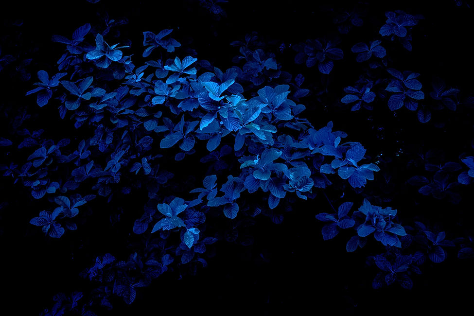 Image by Fabrizio Conti