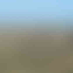 zebras in Serengeti plains on a 3 day Tanzania safari from Zanzibar