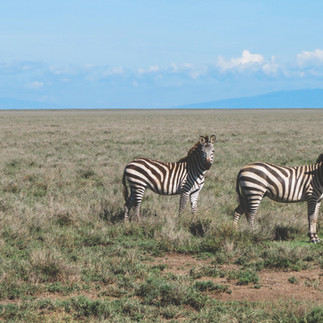 zebras in Serengeti plains on a 3 day Tanzania safari from Zanzibar