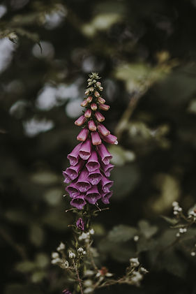 Image by Annie Spratt