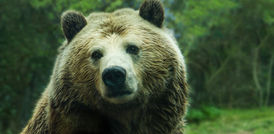 Structural Organisation in Animals