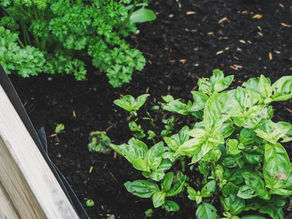 Raised Beds vs. Garden Pots: What is the difference?