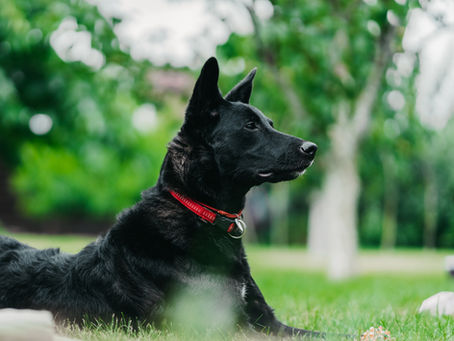 How to Identify and Treat CCL Injuries in Dogs