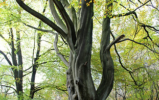 Image by Ben Everett