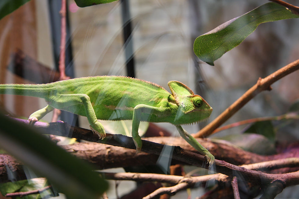 Veiled Chameleon