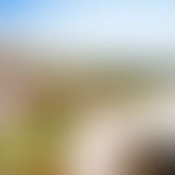 Finding My Roots: Embracing Stability as a Perfusionist