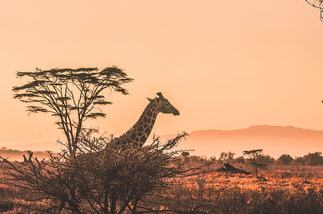 Majestic giraffe in Africa