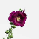 Image by Ashkan Forouzani