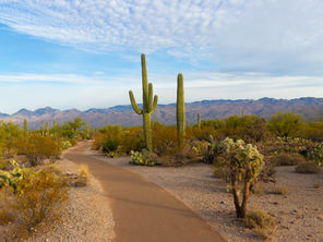 DESERT FOR MILES