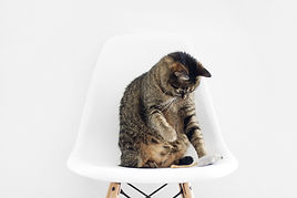 Image by Sarah Dorweiler