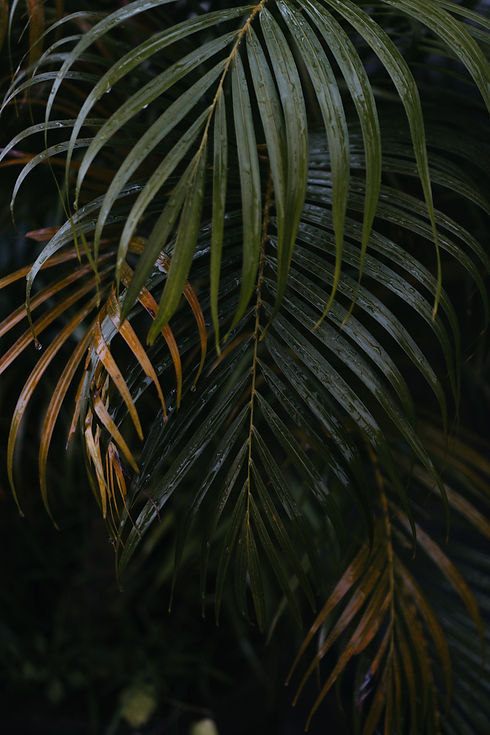 Image by Polina Kuzovkova