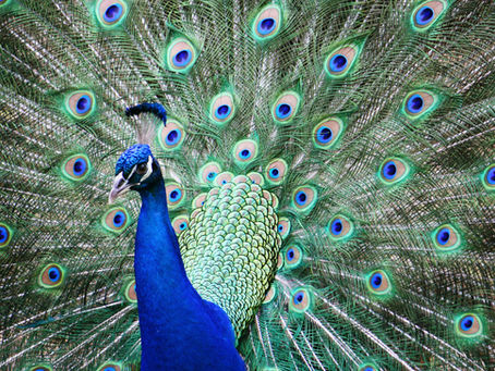 Peacock Wisdom: Live Boldly, Own Your Brilliance