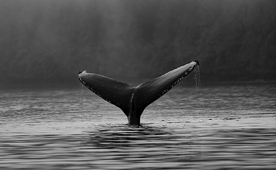 Image by Thomas Lipke