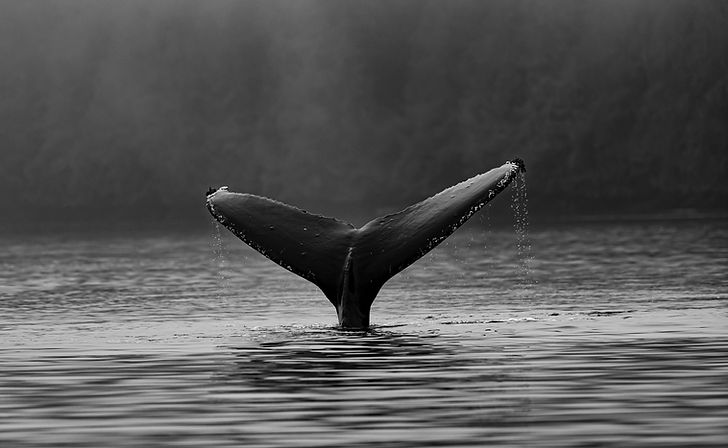 Image by Thomas Lipke