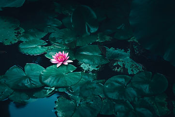 Pink water lily among dark green lily pads