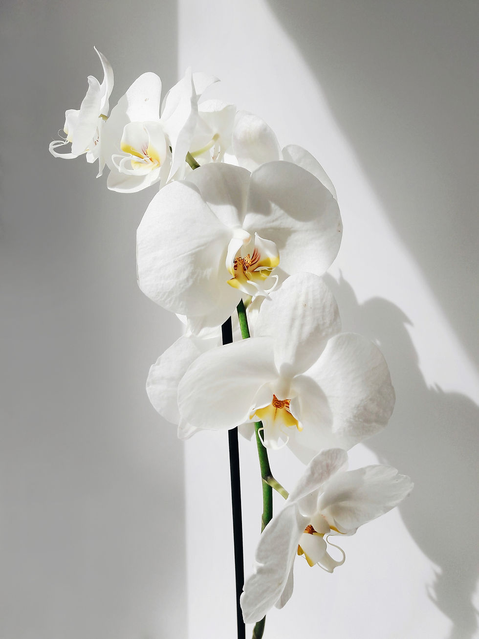 Image by Alexandra Nosova