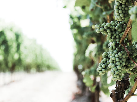 Sip Back in Time: Champagne's ancient grapes