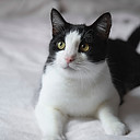 Image by Milada Vigerova