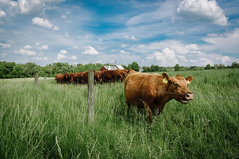Image by Chris Boese