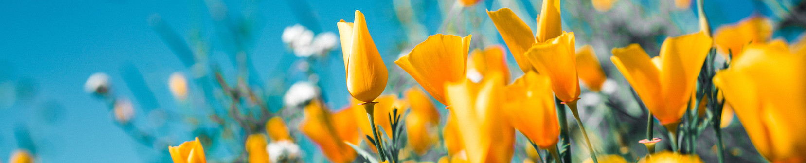 Image by Sergey Shmidt
