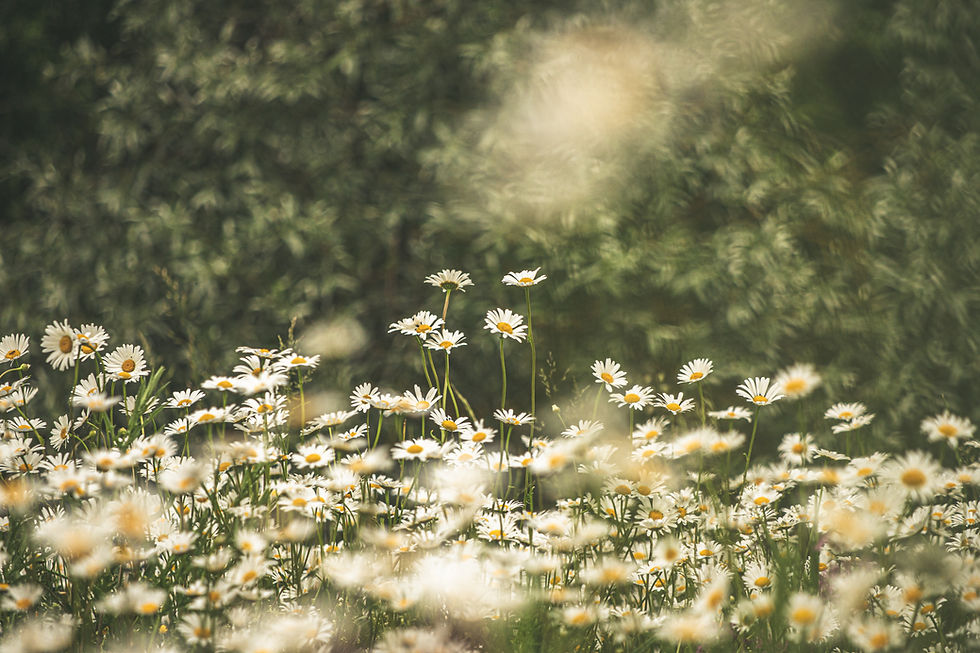 Field of Daisy plants
