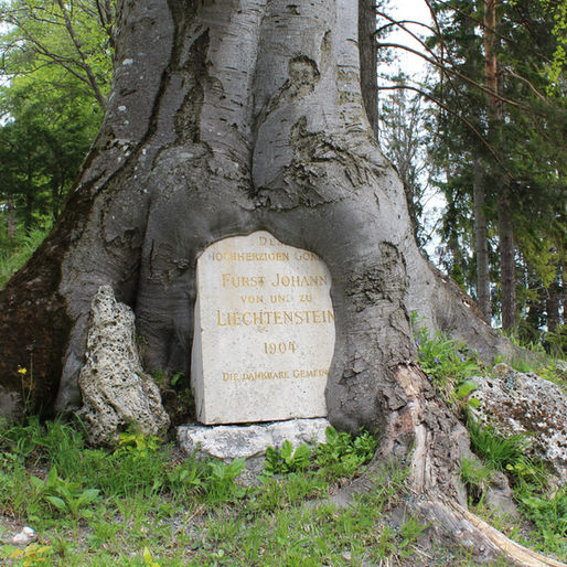 Bestattung am Baum