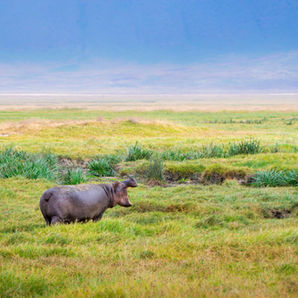 Scenic Ngorongoro Crater floor surrounded by highland walls