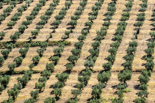 Olive trees in Salento Puglia