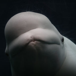 Reevaluating Cetacean Sanctuaries: A Critical Perspective