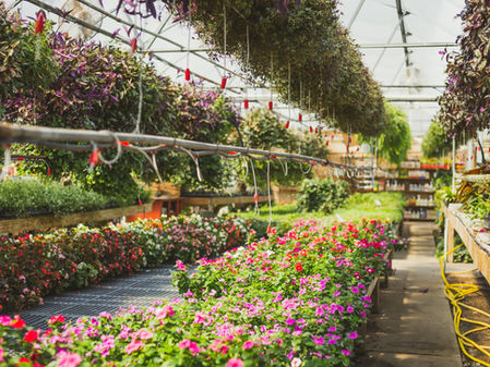 Thriving in Style: Unveiling the Secrets of Hoophouses, Greenhouses, and More"