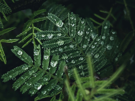 No 45 - Creativity Might Be Our Last Wild Instinct