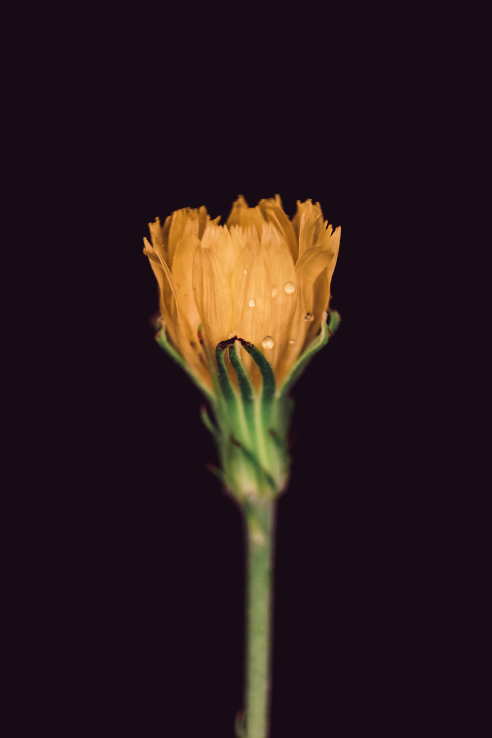 Yellow flower bud with dew drops on petals against a dark background, emphasizing contrast and delicate texture.
