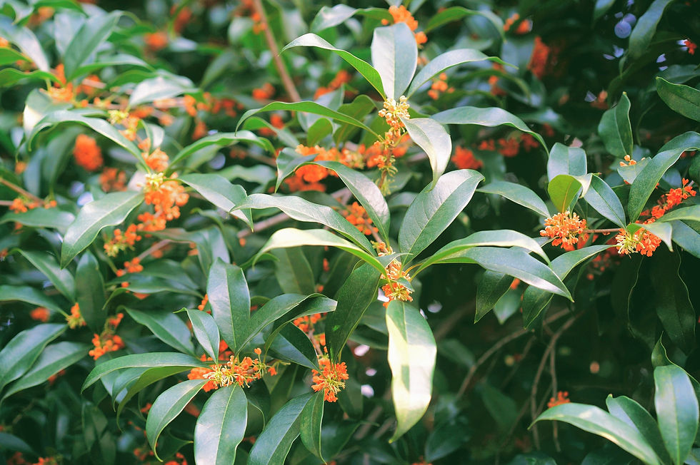 osmanthus fragrans