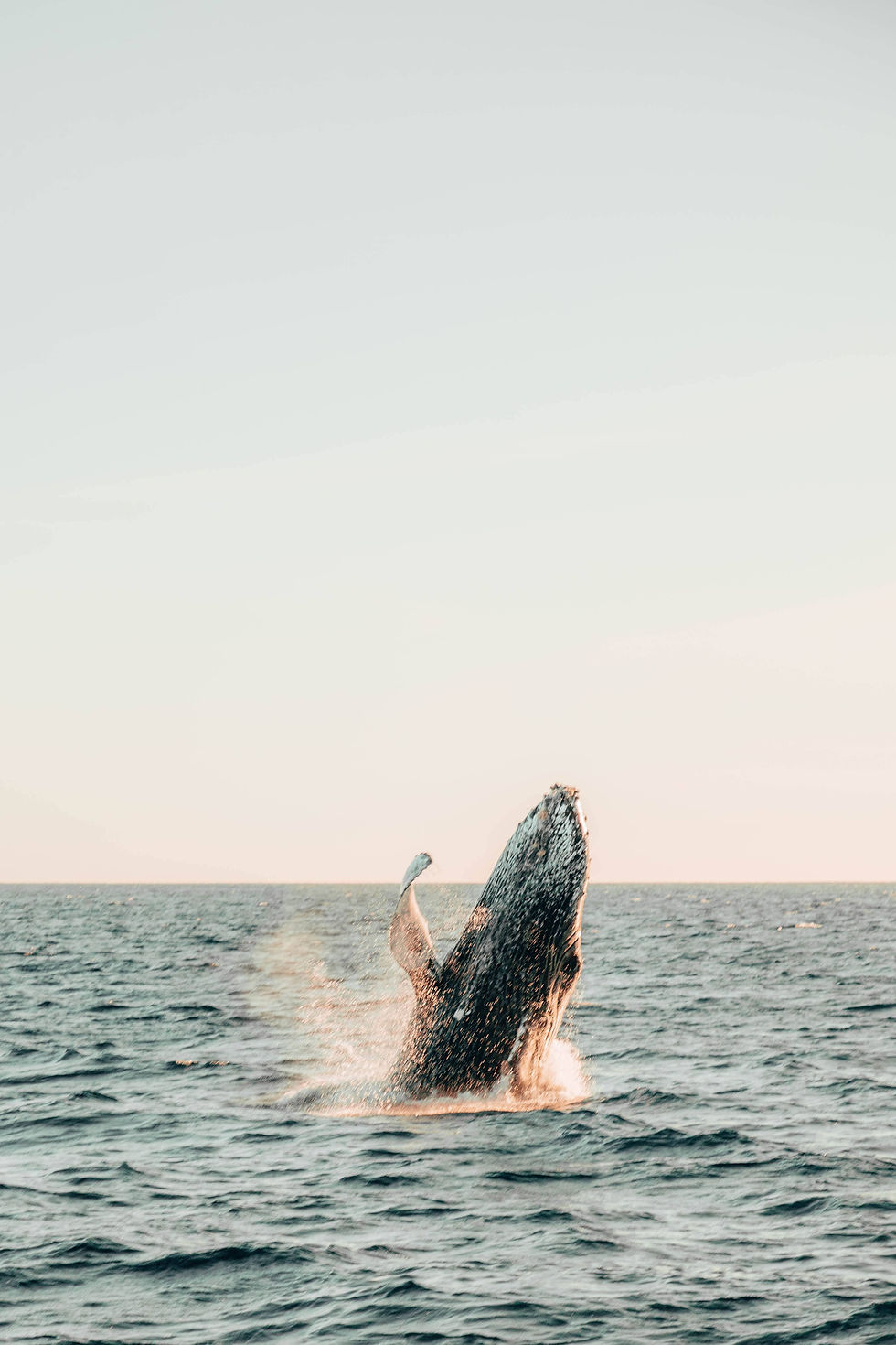baleine.samana.republique.dominicaine.jpg