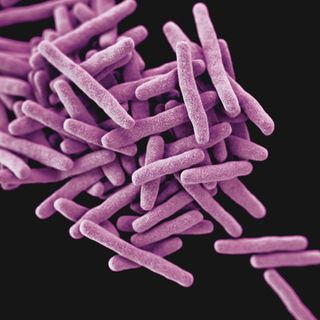 Mycobacterium tuberculosis: Playing hide and seek
