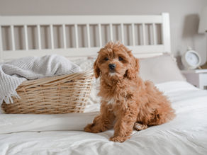 250 Adorable Cockapoo Names to Choose for Your New Puppy