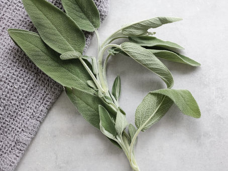SALVIA: Para vivir más años o como protección de la brujería