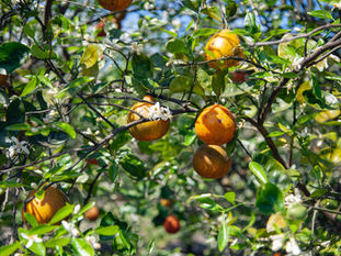 The Economic Perspective 2.11.2022