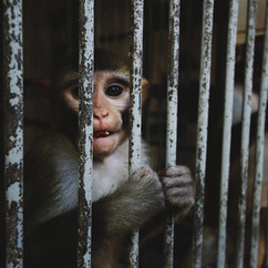 Macaques in zoos