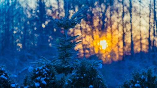 Evergreen trees adorned with snow stand in contrast against a vibrant sunset, creating a serene winter landscape.
