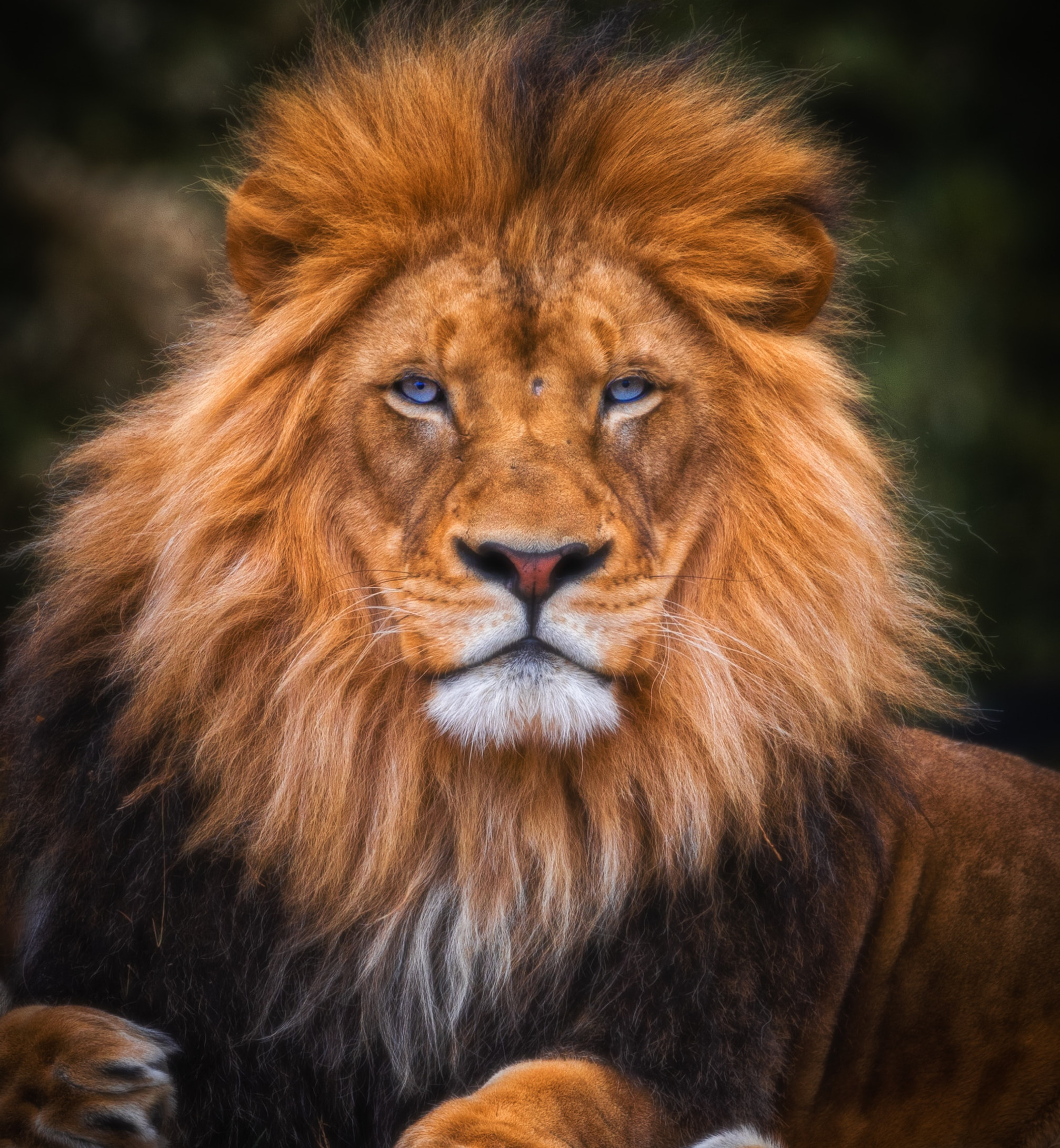 Lion with dramatic mane