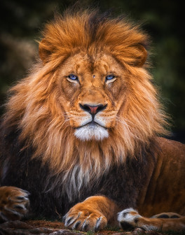 Image by Elie Khoury