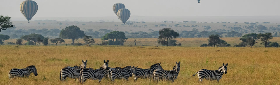 Hot air balloon flying over Serengeti plains with zebra in foreground