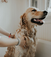 Dog in Bath