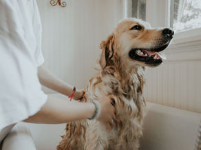 Providing High Quality Client Experiences in a Range of Practices